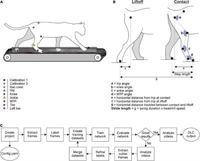 A Validation of Supervised Deep Learning for Gait Analysis in the Cat